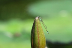 温室トンボ