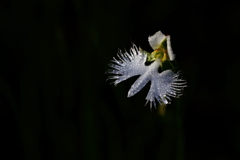 さぎ草