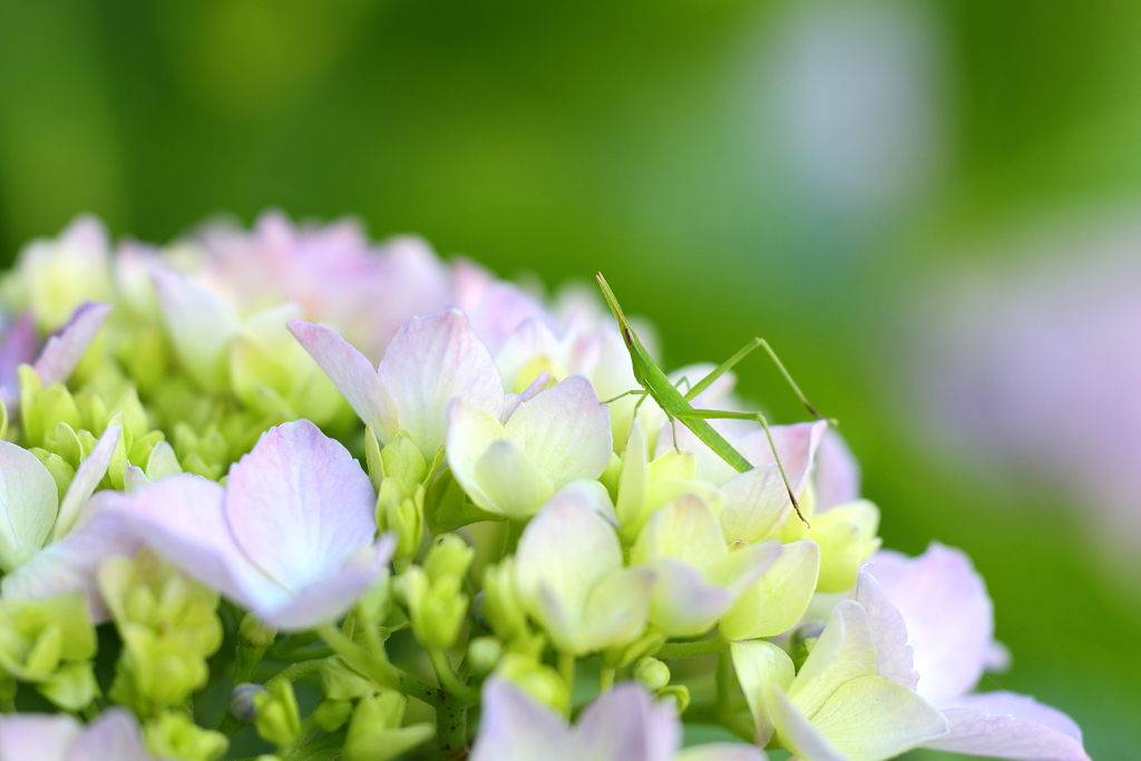 紫陽花とバッタ 2