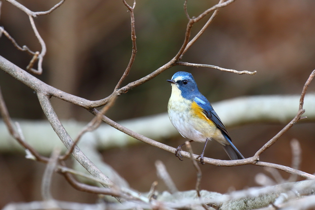 しっかりポーズ