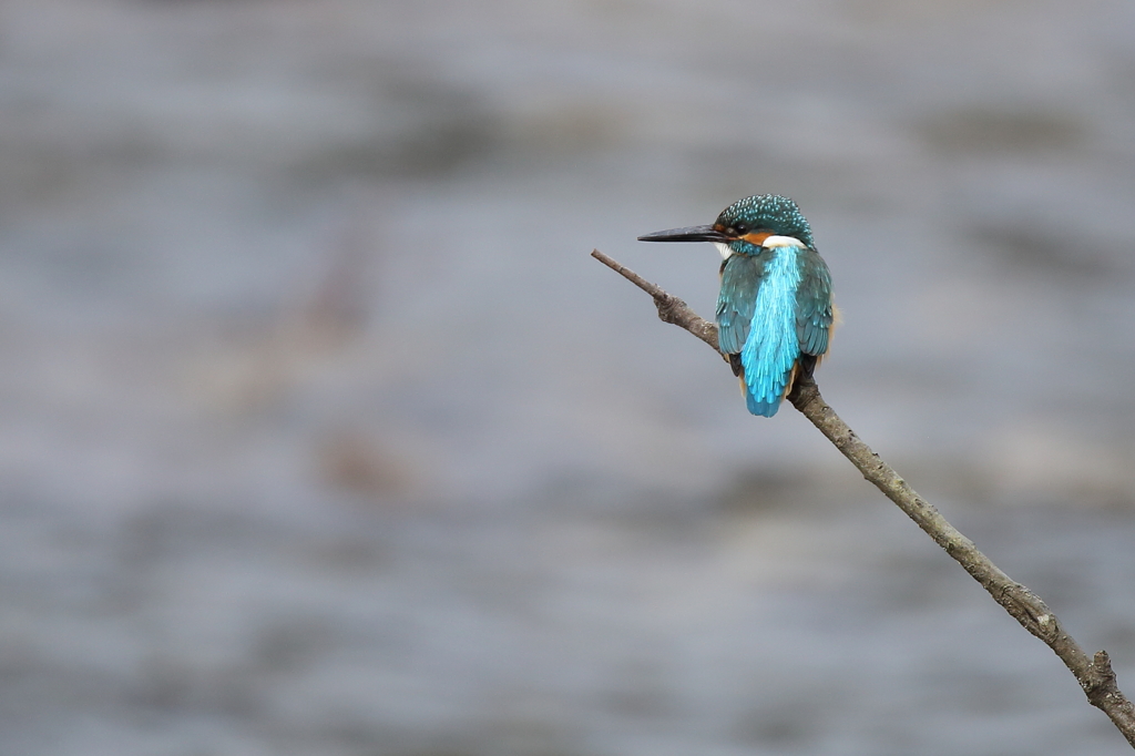 久しぶり・・・