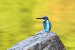秋色の水面