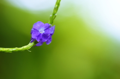 花の首飾り