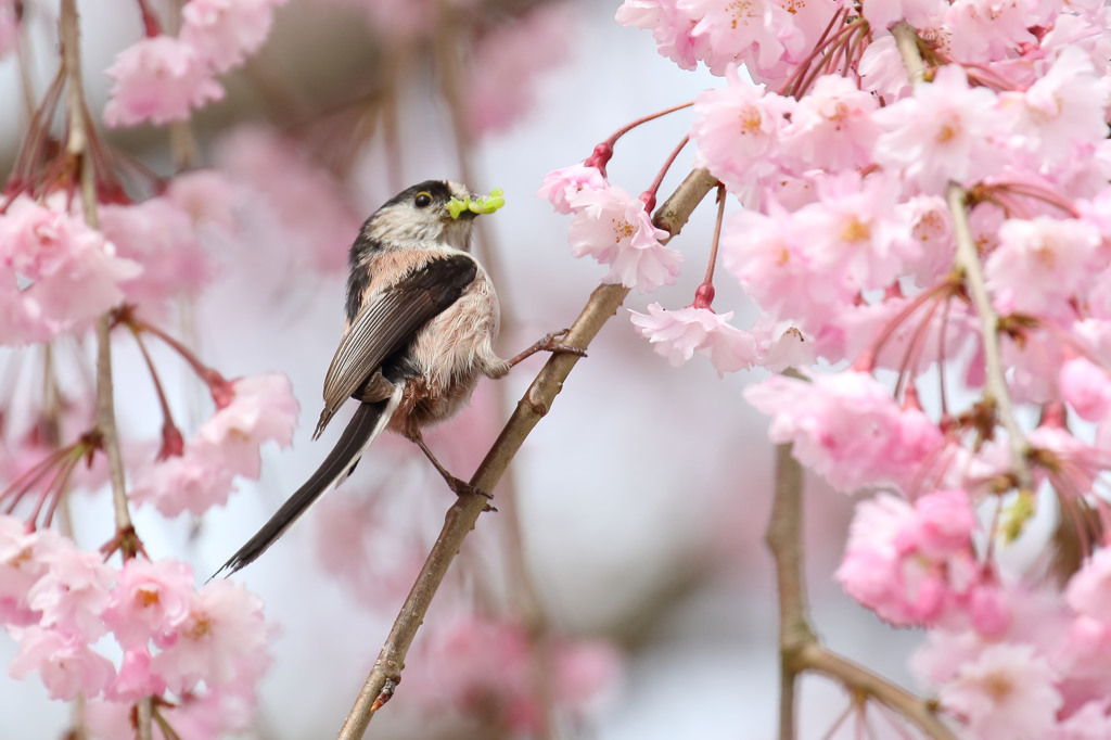 サクエナ