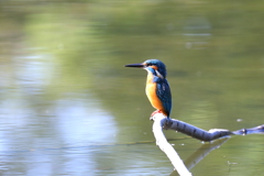 カワちゃん カワちゃん