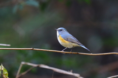 幸せの青い鳥 15