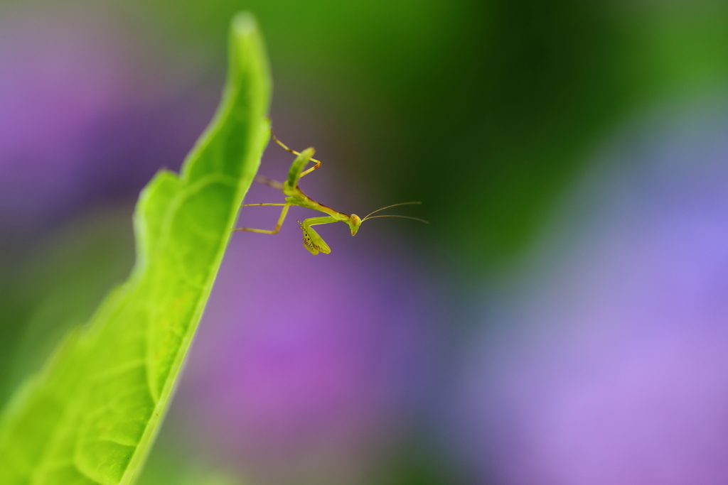 チビカマのポーズ 4 