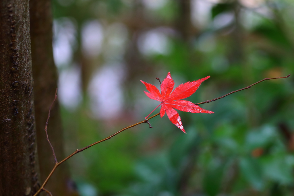 紅葉