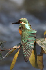 私はピアノ 私はピアノ