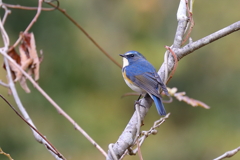 幸せの青い鳥 6