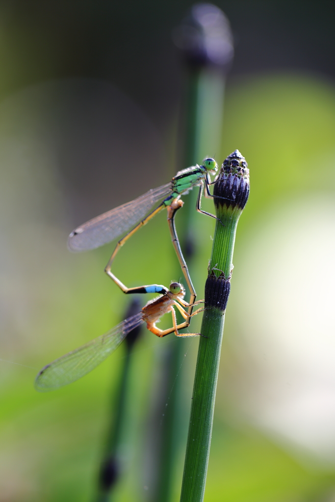 ♂はビックリ、♀は気まずい