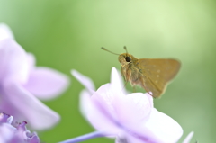 紫陽花とコラボ  2