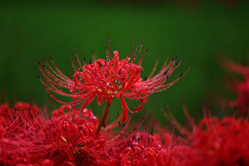 曼珠沙華 4