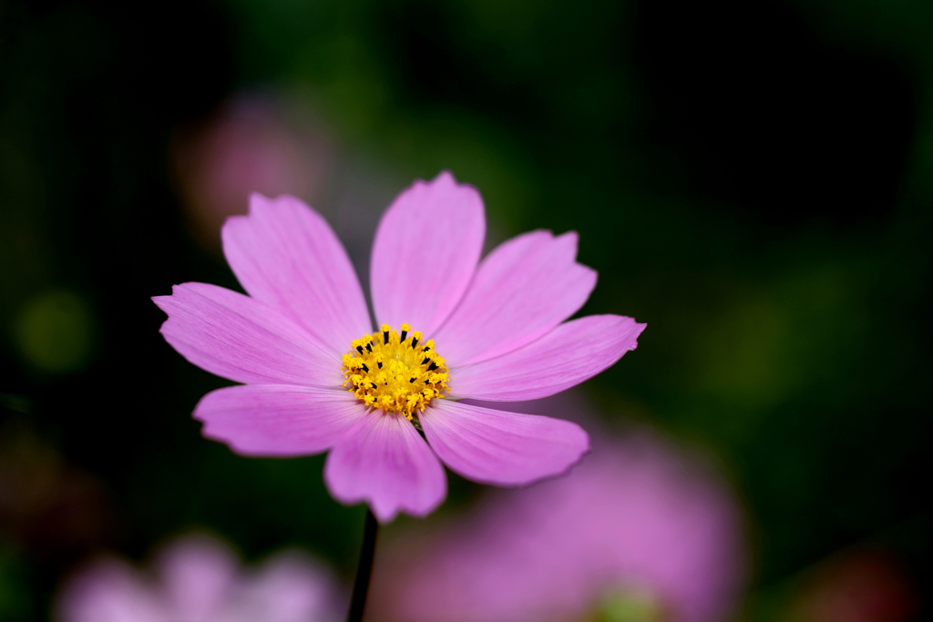 秋桜