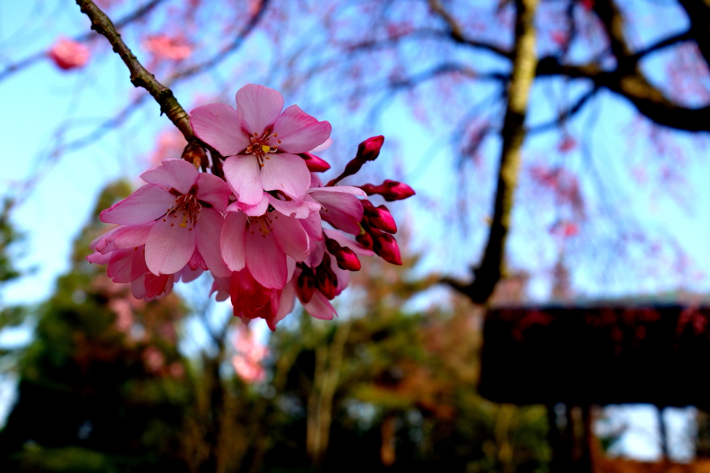 枝垂れ桜