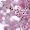 枝垂れ桜 2