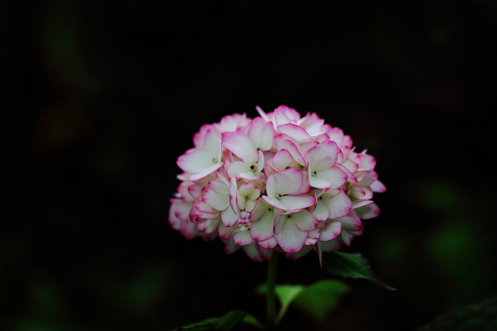 紫陽花の頃