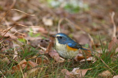 近すぎルリタ