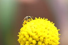 蜜集め
