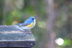 幸せの青い鳥