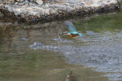 お魚いたんや(^O^)