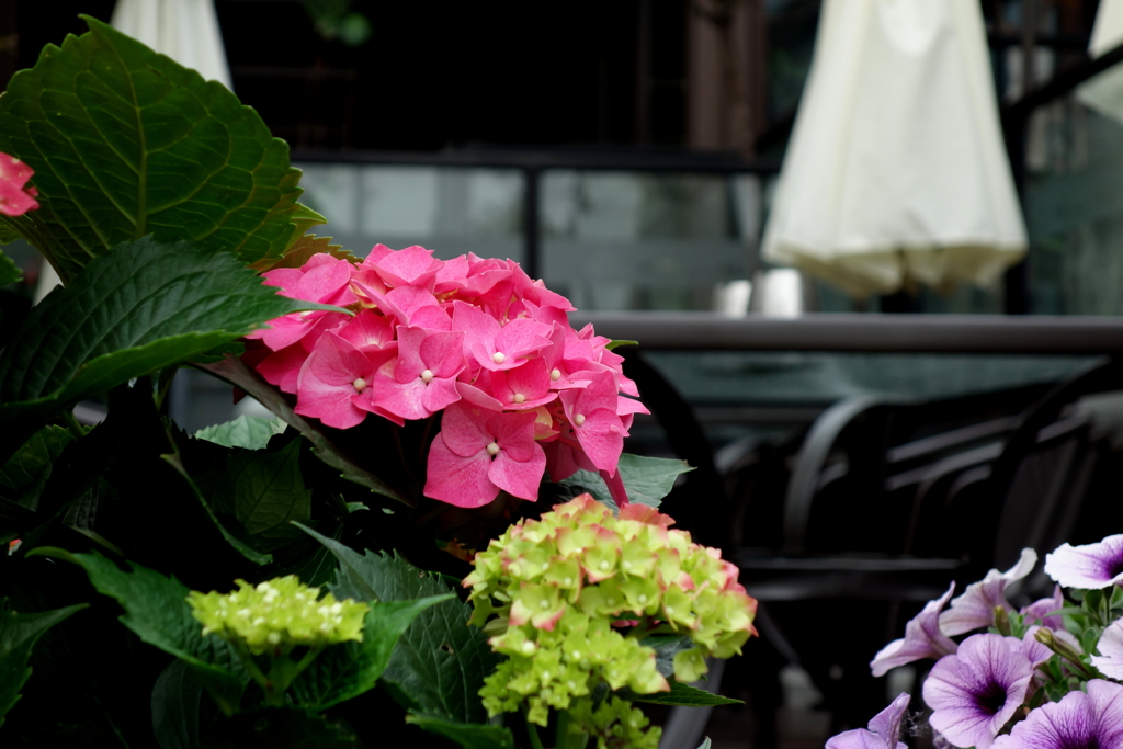 鉢の紫陽花