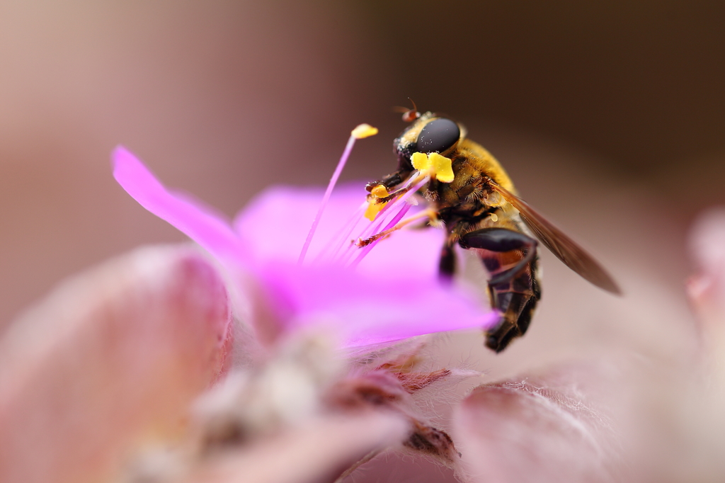 蜜集め