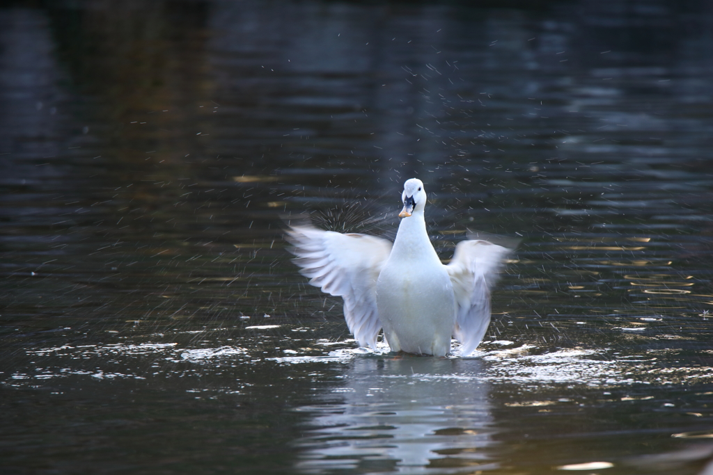 気分は白鳥