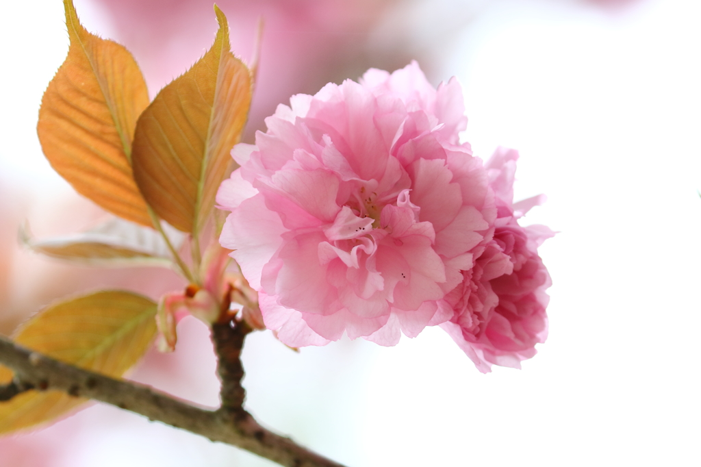 八重桜