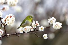 白梅と