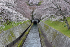 琵琶湖疎水