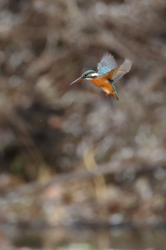 お嬢さん　ホバ