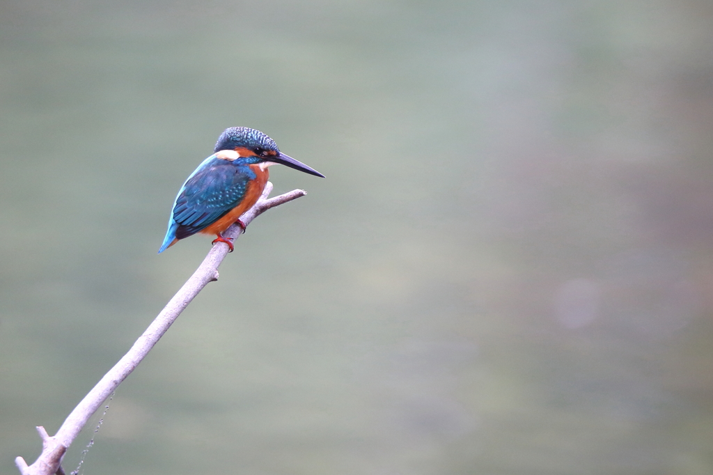 公園のカワちゃん