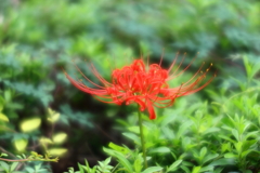 彼岸花
