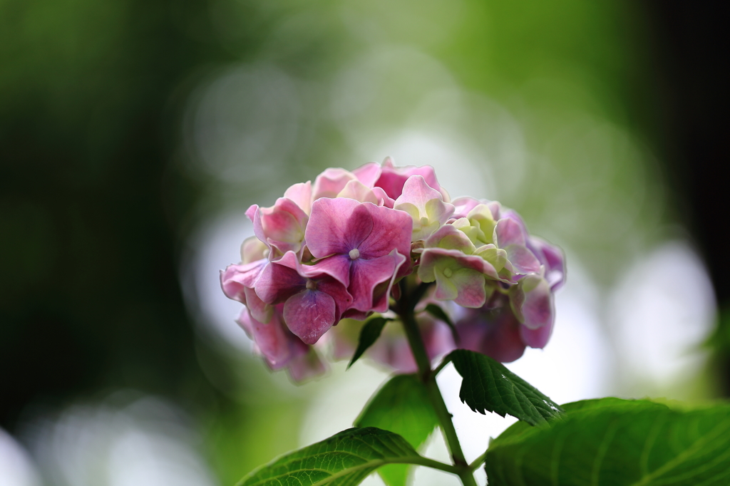 紫陽花 2015-8