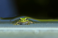 水辺のケロ