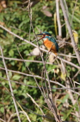 おデブの怒り・・・