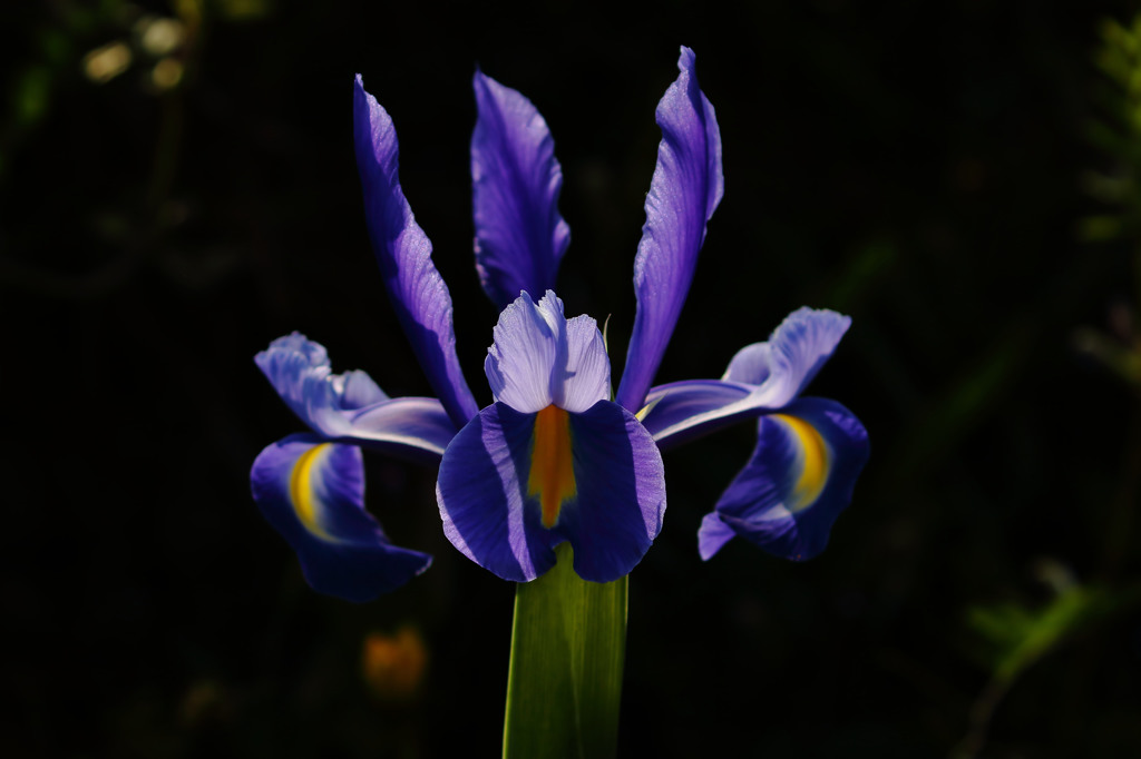 菖蒲