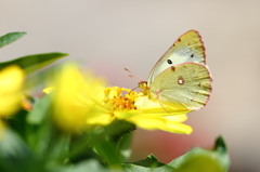 黄色の花のキチョウ