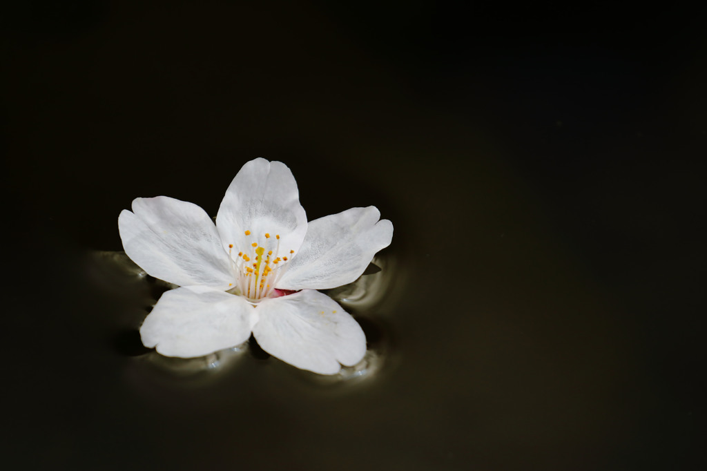 桜　浮かぶ・・・
