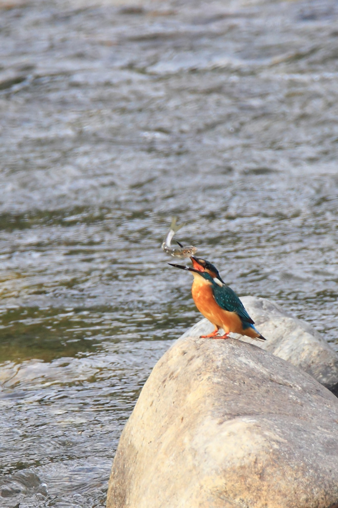 ワッショイ・・・