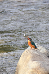 ワッショイ・・・