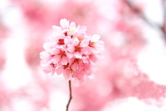 桜色
