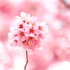 桜色