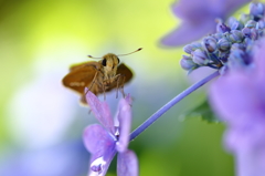 紫陽花とコラボ