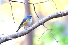 幸せの青い鳥 11