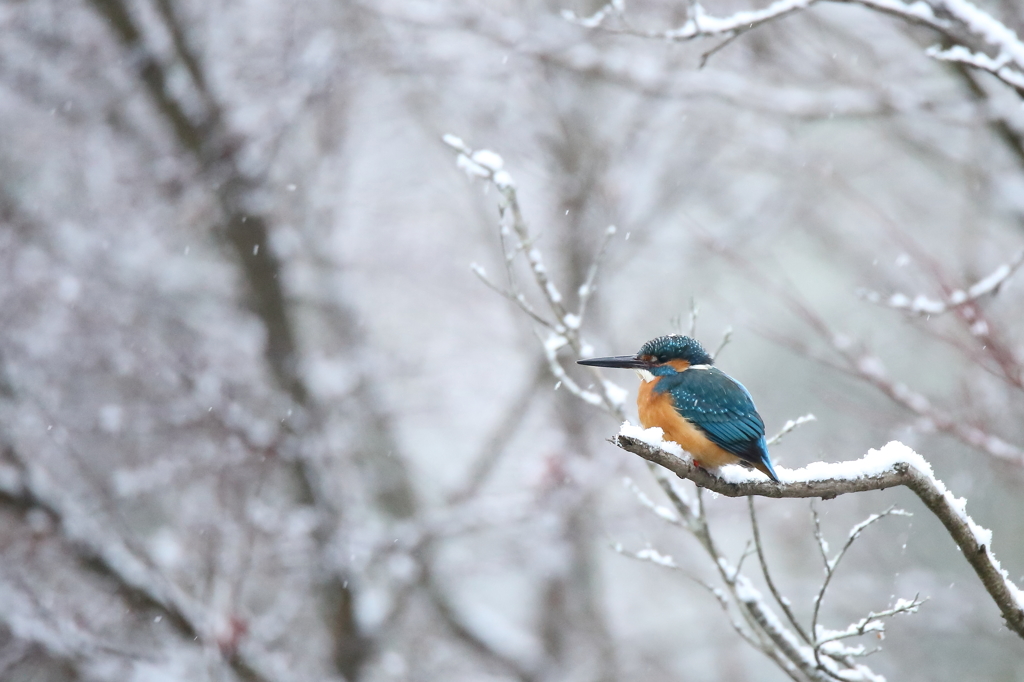 今日も雪カワ