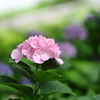 紫陽花 3