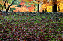 屋根の紅葉