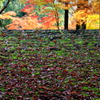 屋根の紅葉